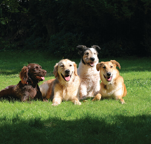 Benefits of Dog Daycare - Green Acres Pet Resort